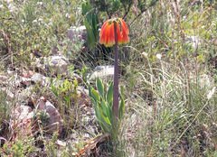 Cyrtanthus obliquus