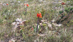 Cyrtanthus obliquus