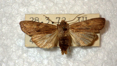 Lithophane socia