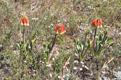 Cyrtanthus obliquus