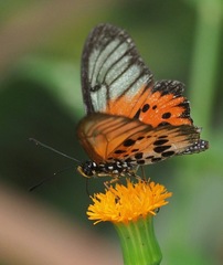 Acraea masamba