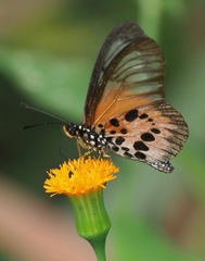 Acraea masamba