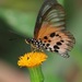 Acraea masamba - Photo (c) kenbehrens, some rights reserved (CC BY-NC)