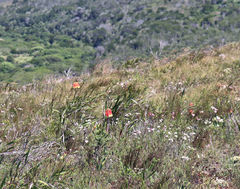 Cyrtanthus obliquus