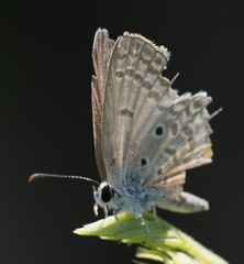 Euchrysops malathana