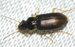 Pogonus gilvipes