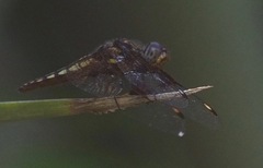 Palpopleura