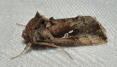 Chrysodeixis subsidens