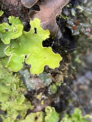Crocodia