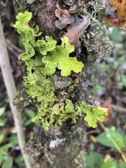 Crocodia