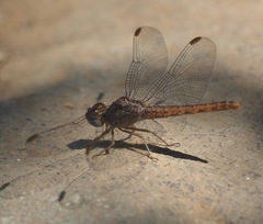 Crocothemis divisa