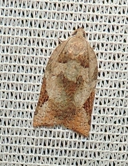 Meritastis