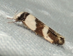 Eulechria triferella