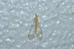 Chrysoperla nipponensis