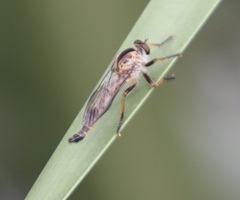 Synolcus dubius