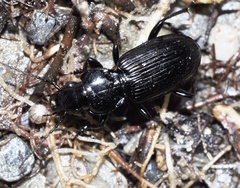 Pterostichus aterrimus