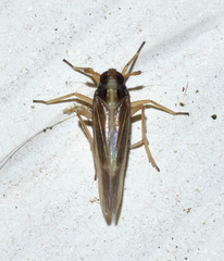 Tarophagus colocasiae
