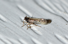 Tarophagus colocasiae