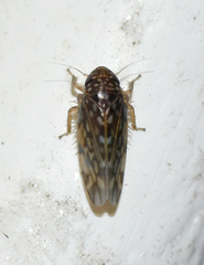 Xestocephalus similis