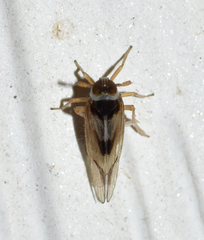Chionomus puellus