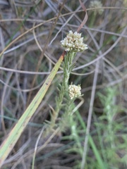 Helichrysum polycladum