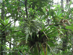 Tillandsia excelsa