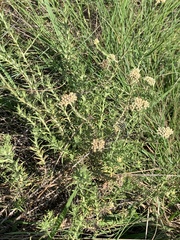 Helichrysum polycladum