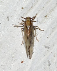 Peregrinus maidis