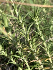 Helichrysum polycladum