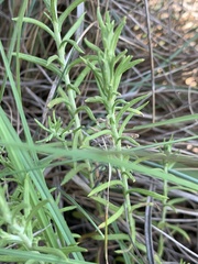 Helichrysum polycladum