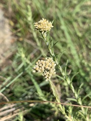 Helichrysum polycladum