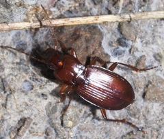 Platyderus