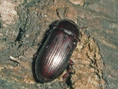 Uloma tenebrionoides