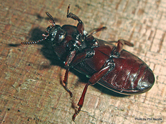 Uloma tenebrionoides