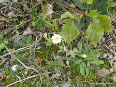 Plantago sempervirens