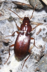 Platyderus
