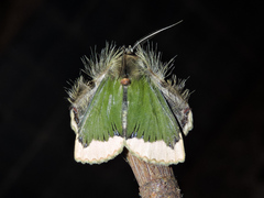 Ceroctena amynta