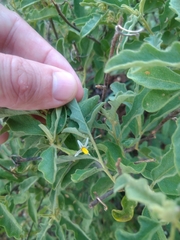 Solanum catombelense