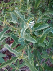 Solanum catombelense