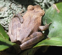 Aglyptodactylus