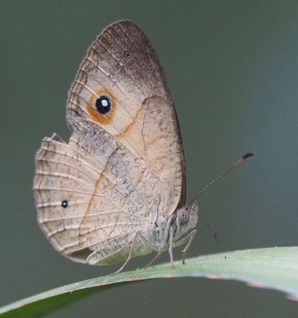 Heteropsis laeta