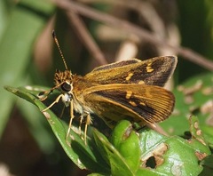 Arnetta ellipsis