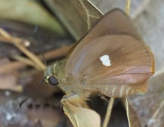 Malaza carmides