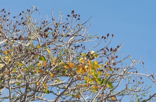 Hymenaea verrucosa observed 2020-10-27
