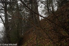 Aurantioporthe corni