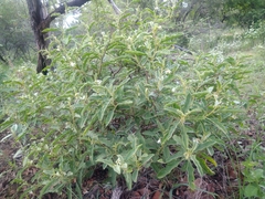 Solanum catombelense