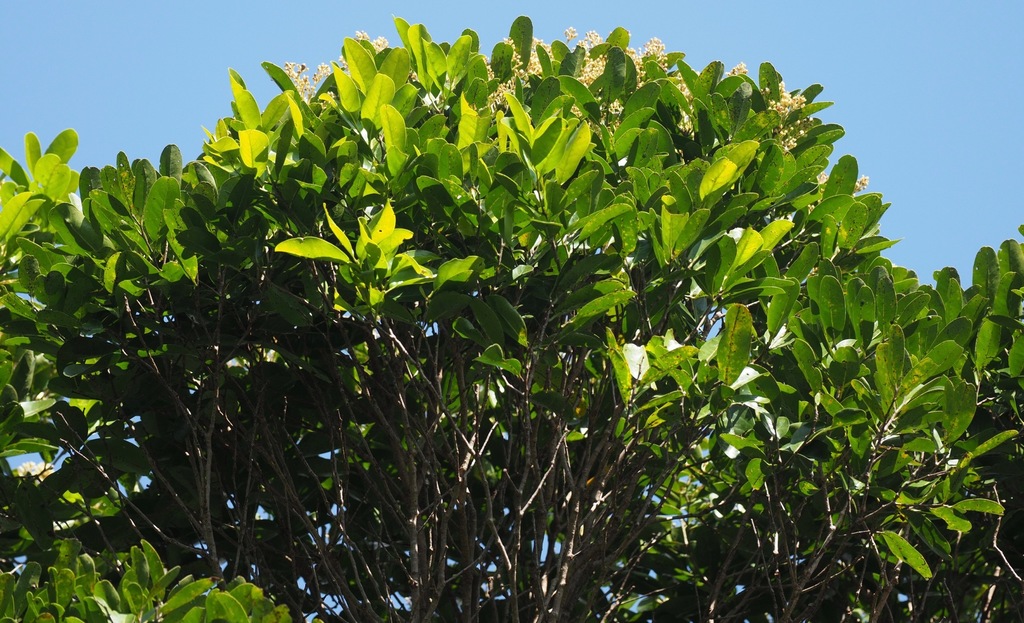 Magnistipula tamenaka