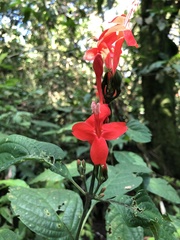 Ruellia humboldtiana