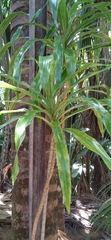 Dracaena