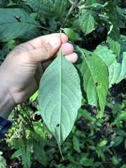 Ruellia humboldtiana